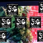 Demon Faces caught on Auction TV Program