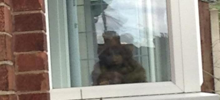 Face in the Window