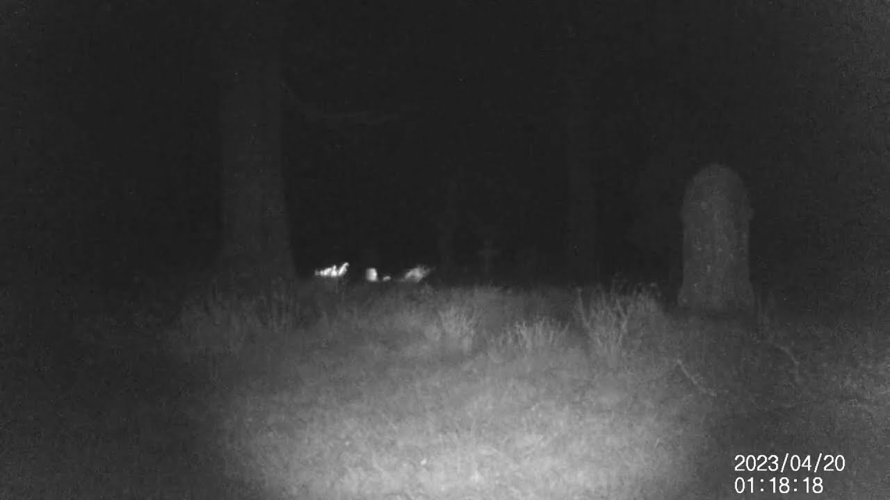 800 Year Old Medieval Graveyard – RAW Night Vision Trail Cam Footage – Cam 1 – 20th April 2023